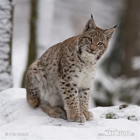 Lynx Photos, Lynx Images, Nature Wildlife Pictures | NaturePhoto