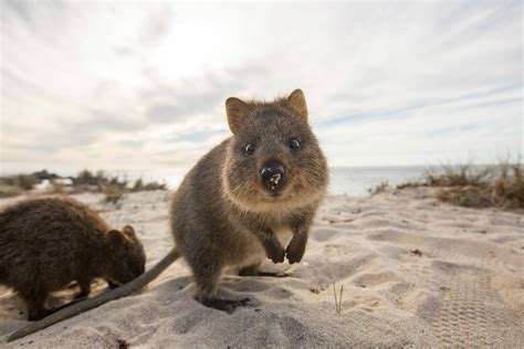The Quokka Has Been Nicknamed “the Happiest Animal In The World”and