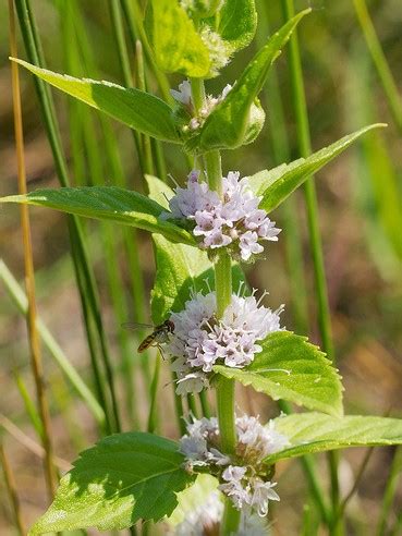 Each spike is about the size and shape of a pencil but consisting of many, tiny, stalkless, greenish flowers giving it a coarsely granular texture. Wild Mint (Mentha spp.) in Ontario