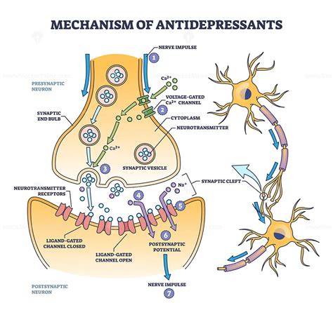 Mechanism Of Antidepressants For Brain Neurotransmitters Outline