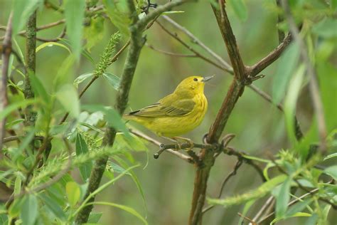 Yellow Bird On Tree Branch Horicon Marsh Hd Wallpaper Wallpaper Flare