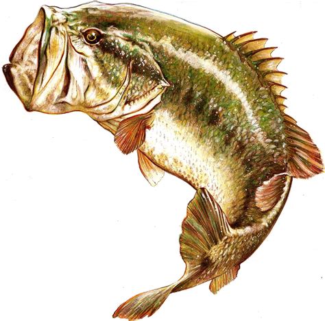 Jumping Largemouth Bass Drawing