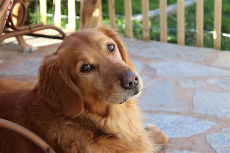 One of my favorite days of my life is when i almost got to adopt a golden retriever. 15 Golden Retriever Facts - Lifespan, Types, Biology ...
