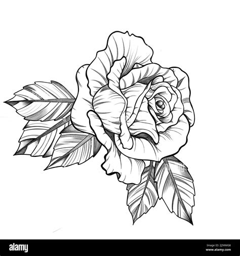 Detailed Sketch Of Rose Flower With Leaves Botanical Sketch Rose