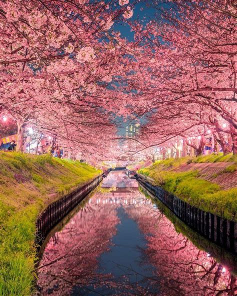 Cherry Blossoms In Chiba Prefecture Japan Mostbeautiful Japan