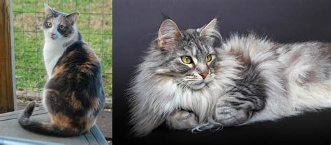 Domestic Longhaired Cat Vs Dilute Calico Breed Comparison