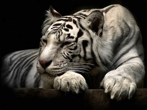 233 White Tiger Hd Wallpapers Background Images Wallpaper Abyss