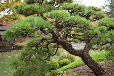 Japanese Black Pine Japanese Black Pine Tree Japanese Black Pine