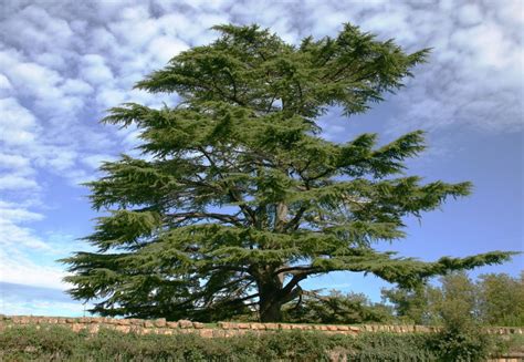 Cedar Tree Identification Gardenerdy