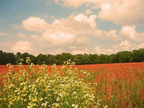 Kevin stitt announced a $1,200. Flowers Near Greenville Nc : Greenville North Carolina ...