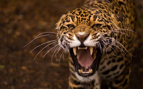 Animals Teeth Jaguar Jaguars Wallpapers Hd Desktop And Mobile