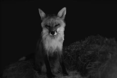 Red Fox~black And White Flickr Photo Sharing