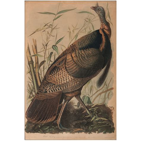 Audubon Chromolithograph Wild Turkey Bien Edition Cowans Auction