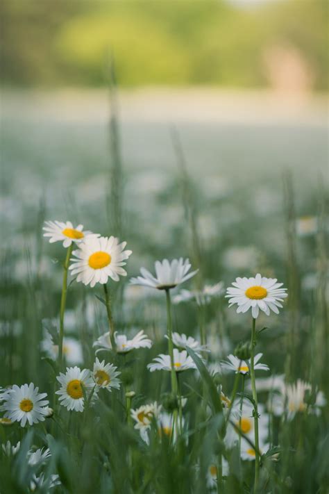 Contact nature's flower photography on messenger. Blankets of White | Nature photography flowers, Vintage ...