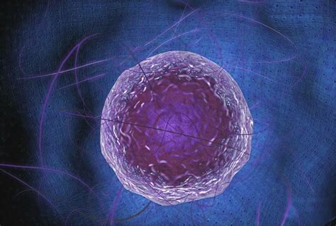 Check spelling or type a new query. Nucleolus