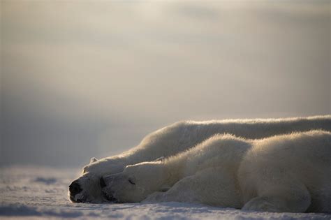 Tom Clark Polar Bears The Big Sleep Is The White Bear Worth Seeing