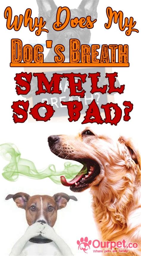 Why Does My Dogs Breath Smell So Bad Badbreath Dog Pet Dogshealth