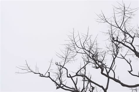 3058603 Black And White Branches Dead Dying Gray Overcast