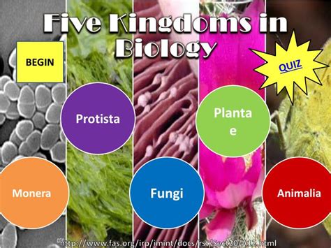 Ppt Five Kingdoms In Biology Powerpoint Presentation Free Download