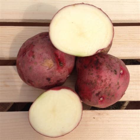 Red Pontiac Seed Potatoes Urban Farmer