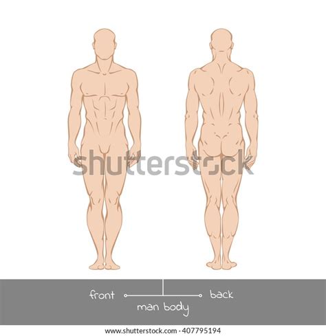 Human body illustration 24 1024 x 842 making the web com, human body outline front and back pdf in 2019 body outline, 12 055 human fashion teenagers outlined template figure silhouette front. Muscular Young Man Front Back View Stock Vector (Royalty ...