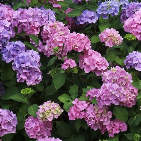 Hydrangea is a genus of about 70 species of shrubs, trees and climbers in the family hydrangeaceae, native to southern and eastern asia. 10 Poisonous Flowers You Might Not Want At Your Wedding