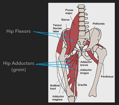 Diagram Of Groin Area Diagram Of Male Groin Area Anatomy Of The