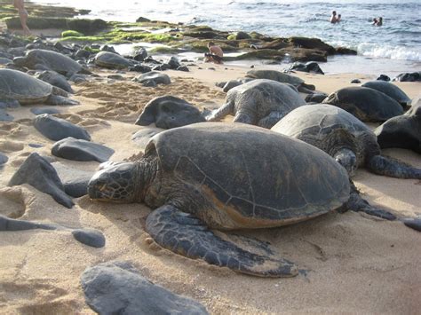 Maui Vacation Guide Green Sea Turtles Bask In The Sun On A Maui Beach