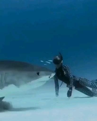 ocean ramsey and her team encountered this 20 ft great white shark near the island of oahu