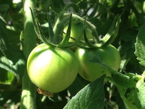 Come back every week for our latest tips on what to do in your yard. Late-Season Garden Vegetables - Organic Gardening - MOTHER ...