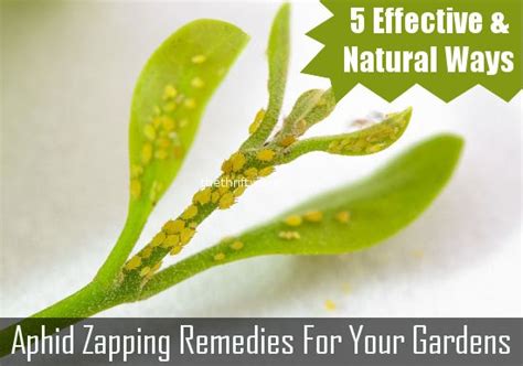 Maybe you would like to learn more about one of these? Ways to Get Rid of Aphids in Your Garden: 5 Natural and ...