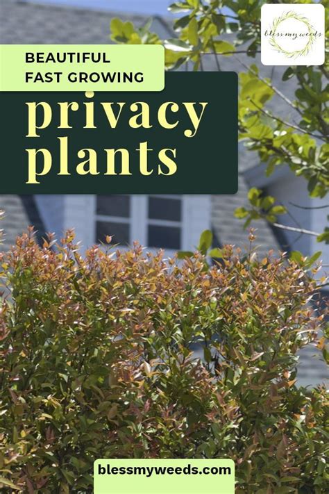 Keep Out 5 Fast Growing Privacy Plants Artofit