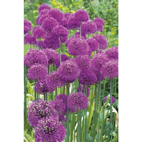 Garden State Bulb 15 Pack Allium Purple Sensation 15pk Bulbs Lb408 In