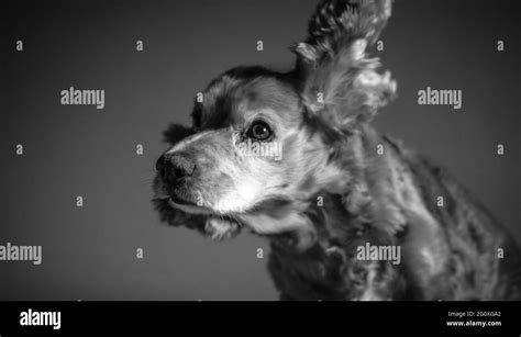 Cute Greyscale Shot Of A Dog Shaking His Ears On A Grey Background