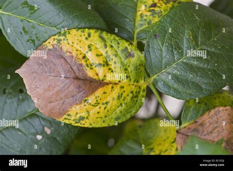 Grey Mould Botrytis Cinerea Causing Leaf Dieback On Rose In Autumn