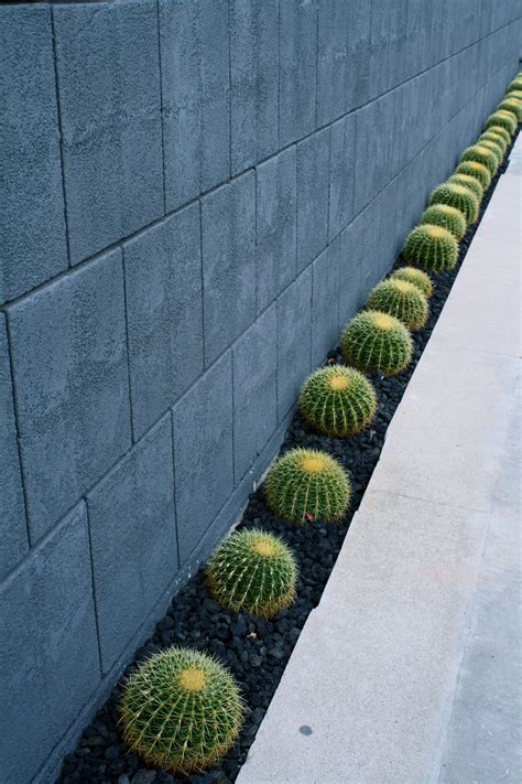 Wall Of Cactus Palm Springs Ca Cactus Desert Landscaping Outdoor