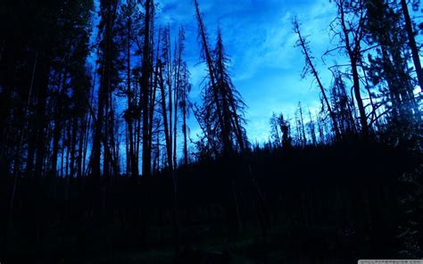 Blue Trees Dark Night Forest Skyscapes Blue Skies Wallpaper 2560x1600
