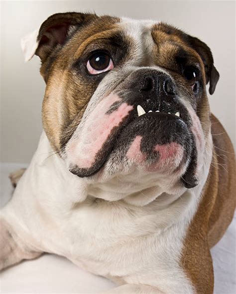 30 English Bulldog Underbite Stock Photos Pictures And Royalty Free