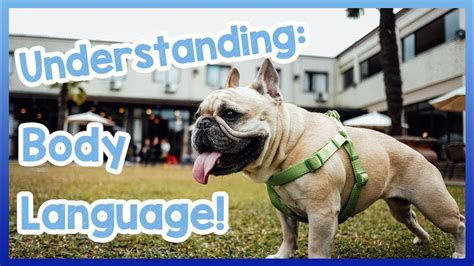 What Your Dogs Body Language Means How To Understand What Your Dogs