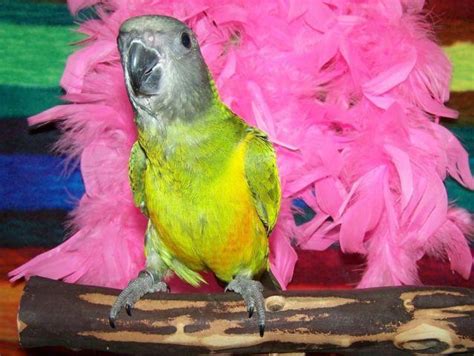 Hand Fed Dnad Female Baby Senegal Parrots Almost Ready For Sale In