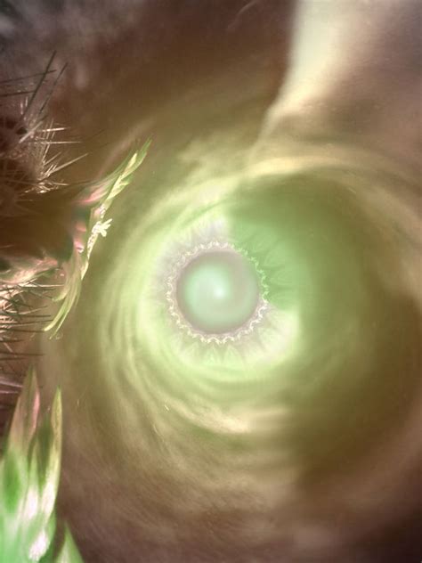 Wheel Bloom By Infinitefiend On Deviantart
