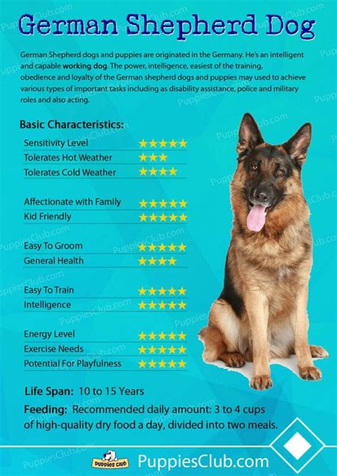 German Shepherd Dogs Breed Information Personality Pictures