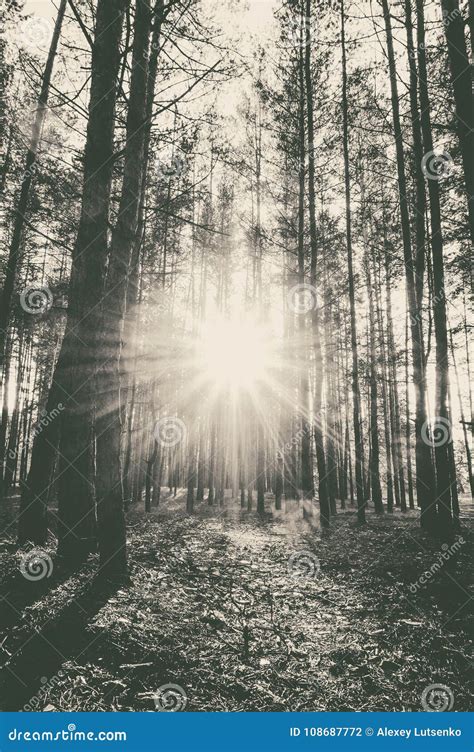 Sunrise In A Pine Forest In The Autumn Monochrome Photo Stock Photo
