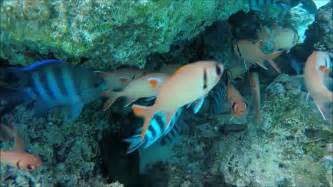 Amazing Marine Life Video Compilation French Polynesia