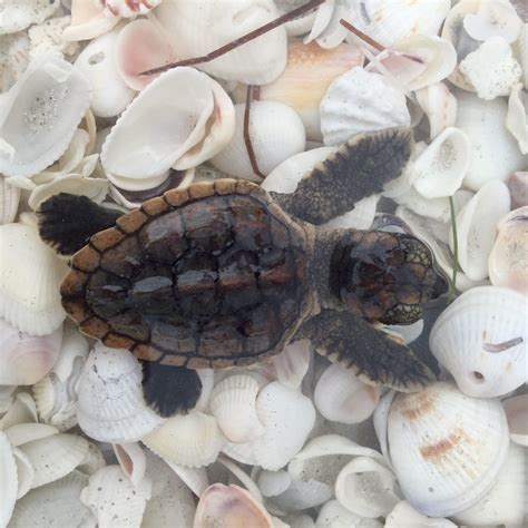 Its Sea Turtle Season Sanibel Moorings