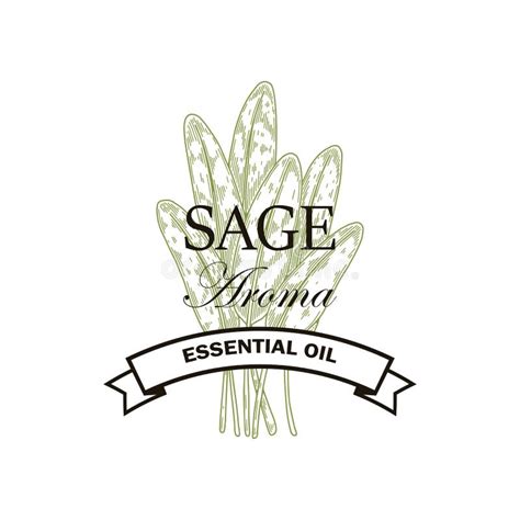 Hand Drawn Sage Logo Design Vector Illustration In Sketch Style Stock