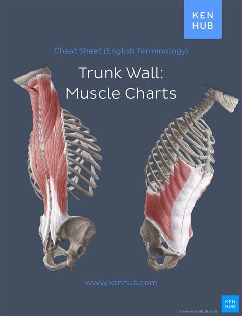 Muscles are grouped together in pairs on your skeleton. Anatomy Pictures Muscles And Bones Pdf Downloads ...