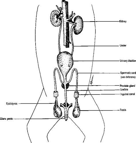 Male Cat Reproductive System Diagram