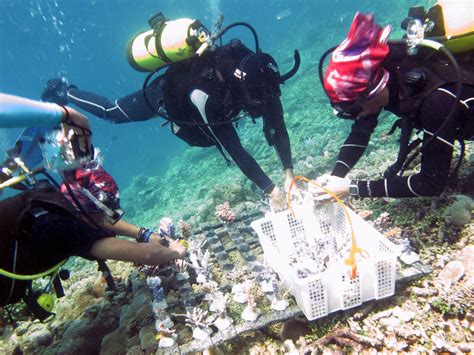 Photo Saving Coral Reefs The Jakarta Post