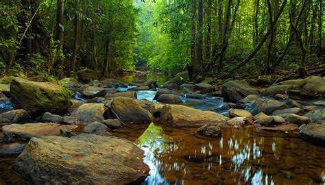 Rain Forest In Sri Lanka Discover Sri Lanka Travel And Tourism Guide